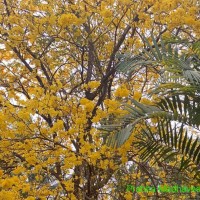 Handroanthus serratifolius (Vahl) S.O.Grose